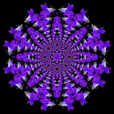 Evolved kaleidoscope created with a wildflower