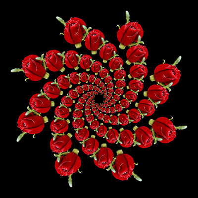 Spiral arrangement created with a small red rose
