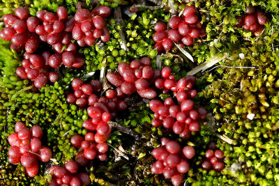 Moss and berries seen on the ground in the forest in February - source picture for kaleidoscopic creations