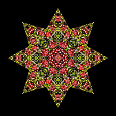 Kaleidoscopic picture created with moss and berries seen in the forest in February