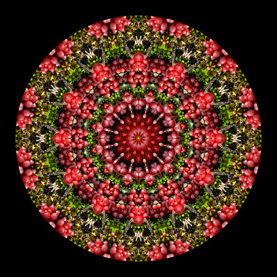 Kaleidoscopic picture created with moss and berries seen in the forest in February