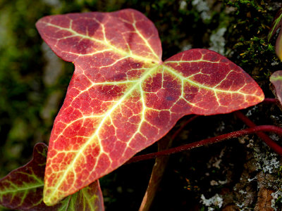 An ivy leaf seen in the forest in February - used to create kaleidoscopic pictures