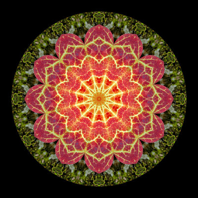 Kaleidoscopic picture created with an ivy leaf seen in the forest in February