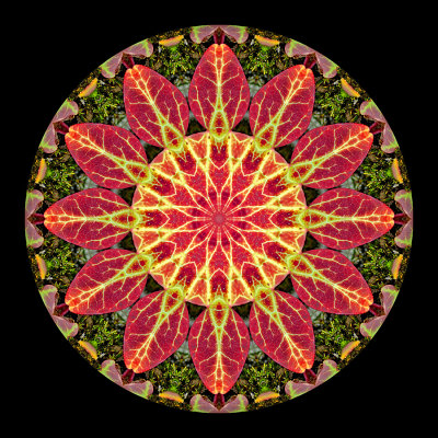 Kaleidoscopic picture created with an ivy leaf seen in the forest in February