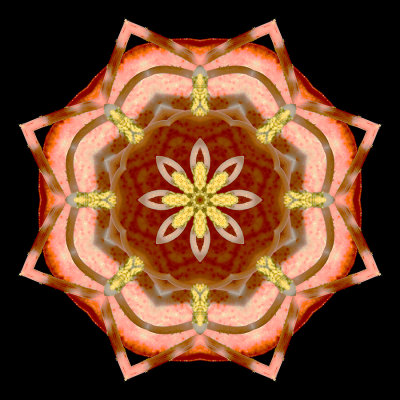 Kaleidoscopic picture created with a flower