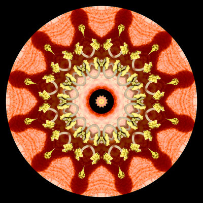 Kaleidoscopic picture created with a flower