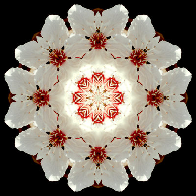 Kaleidoscopic picture created with a blooming tree seen in March