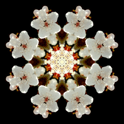 Kaleidoscopic picture created with a blooming tree seen in March