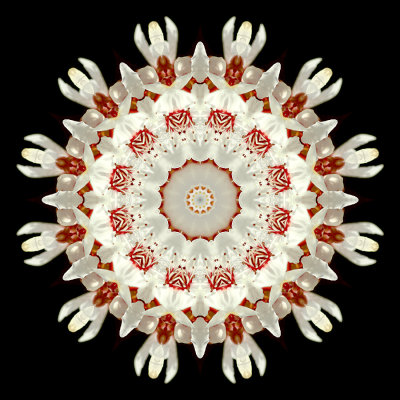 Kaleidoscopic picture created with a blooming tree seen in March
