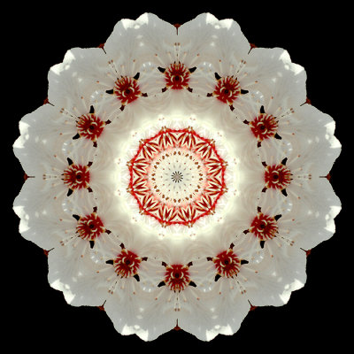 Kaleidoscopic picture created with a blooming tree seen in March