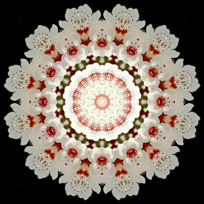 Kaleidoscopic picture created with a blooming tree seen in March