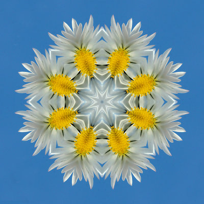 Kaleidoscopic picture created with a wildflower in March