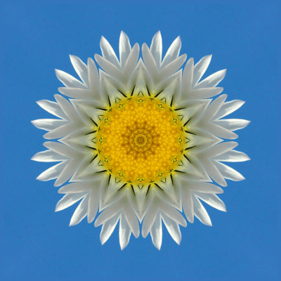 Kaleidoscopic picture created with a wildflower in March