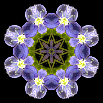 Kaleidoscopic picture created with a wildflower seen 19 March