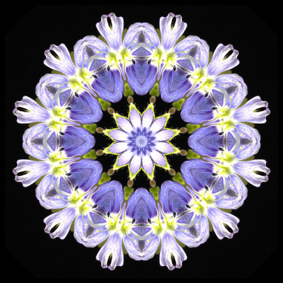 Kaleidoscopic picture created with a wildflower seen 19 March