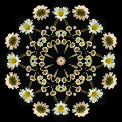 Kaleidoscopic picture created with a wildflower seen 19 March