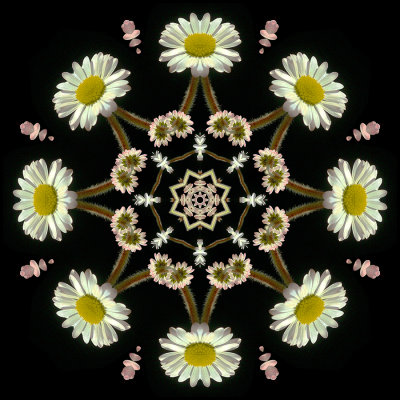 Kaleidoscopic picture created with a wildflower seen 19 March