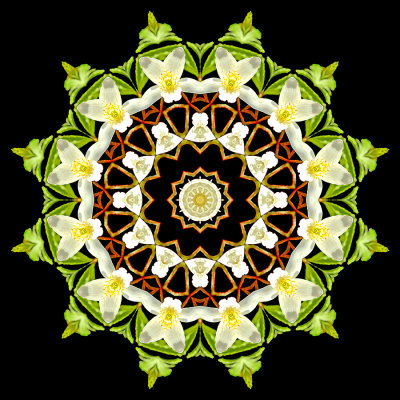 Evolved kaleidoscope created with a wildflower seen in the forest in March