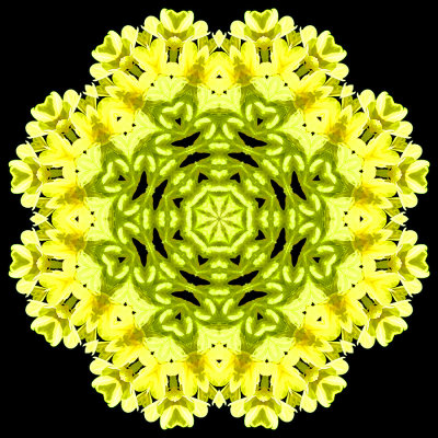 Evolved kaleidoscope created with a wildflower seen in the forest in March