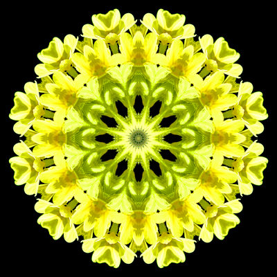 Evolved kaleidoscope created with a wildflower seen in the forest in March