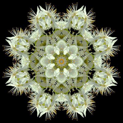 Kaleidoscopic picture created with the flowers of a blooming bush