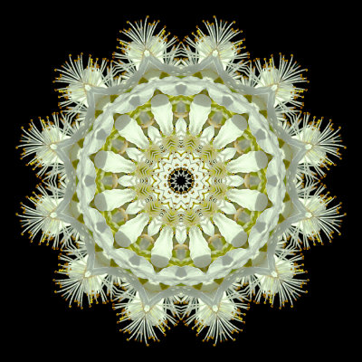 Kaleidoscopic picture created with the flowers of a blooming bush