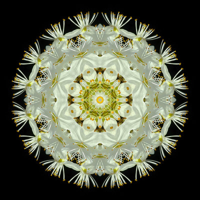 Kaleidoscopic picture created with the flowers of a blooming bush