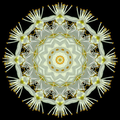 Kaleidoscopic picture created with the flowers of a blooming bush