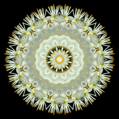 Kaleidoscopic picture created with the flowers of a blooming bush