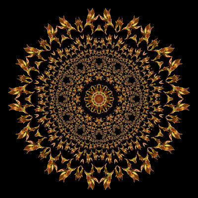 Evolved kaleidoscope created with sprouting leaves seen in March