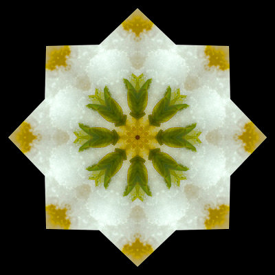 Kaleidoscope created with a snow-covered Forsithya seen in April