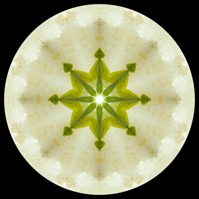 Kaleidoscope created with a snow-covered Forsithya seen in April