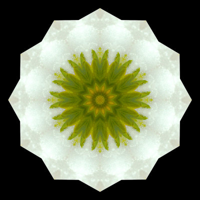 Kaleidoscope created with a snow-covered Forsithya seen in April