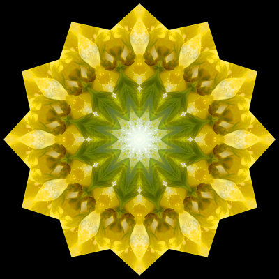 Kaleidoscope created with a snow-covered Forsithya seen in April