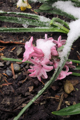 Flowers covered with snow in April