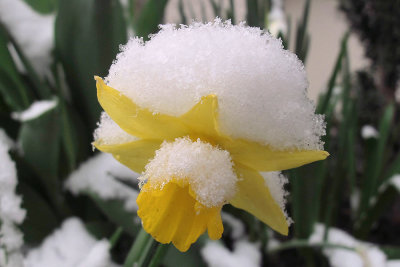 Yellow daffodil covered with snow in April