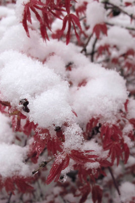 Red leaves of a bush covered with snow in April