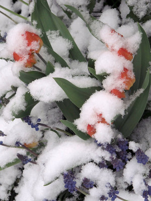 Flowers covered with snow in April