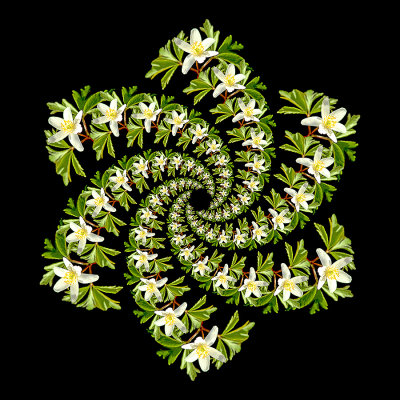 Spiral creation with an early spring wildflower