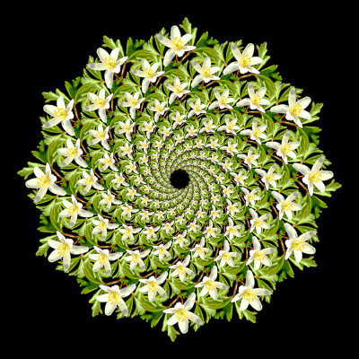 Spiral creation with an early spring wildflower