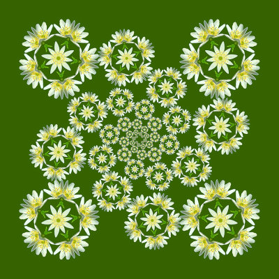 Combined spiral kaleidoscope created with a wildflower seen in the forest in April