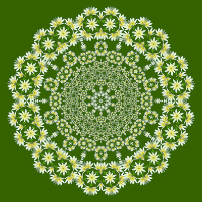 Evolved kaleidoscope created with a wildflower seen in the forest in April
