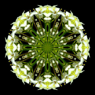 Kaleidoscopic picture created with a wildflower seen in the forest in April