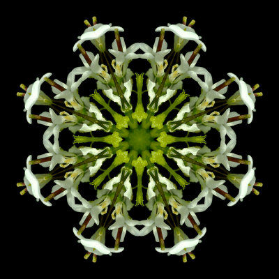 Kaleidoscopic picture created with a wildflower seen in the forest in April