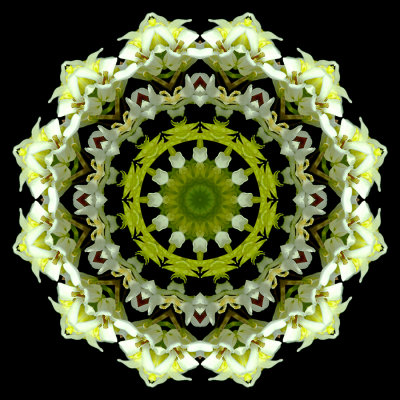 Kaleidoscopic picture created with a wildflower seen in the forest in April