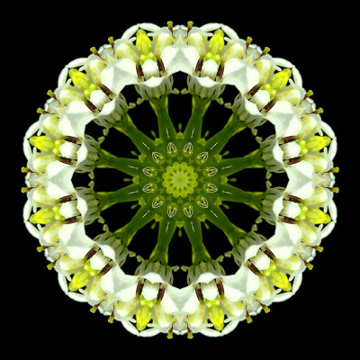 Kaleidoscopic picture created with a wildflower seen in the forest in April