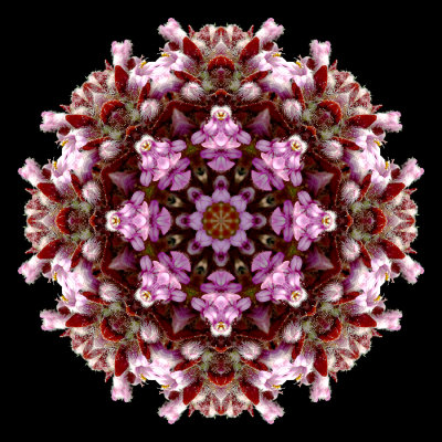 Kaleidoscopic picture created with a wildflower seen in the forest in April