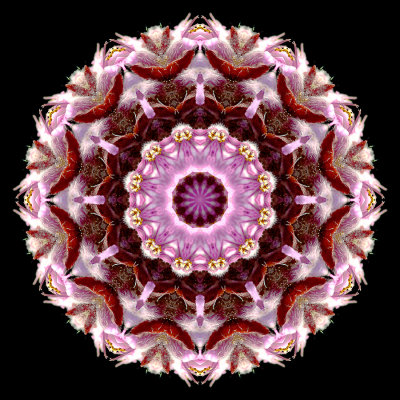 Kaleidoscopic picture created with a wildflower seen in the forest in April
