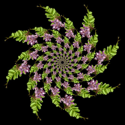 Spiral arrangement created with a wildflower seen in spring