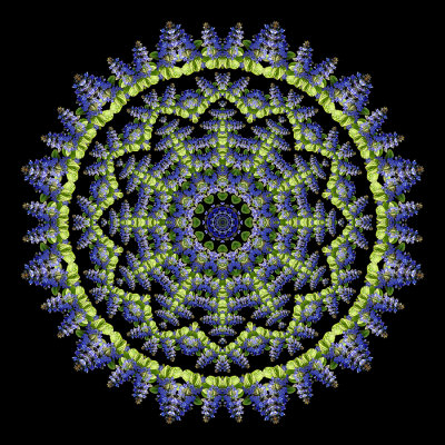 Evolved kaleidoscope created with a wildflower seen in April